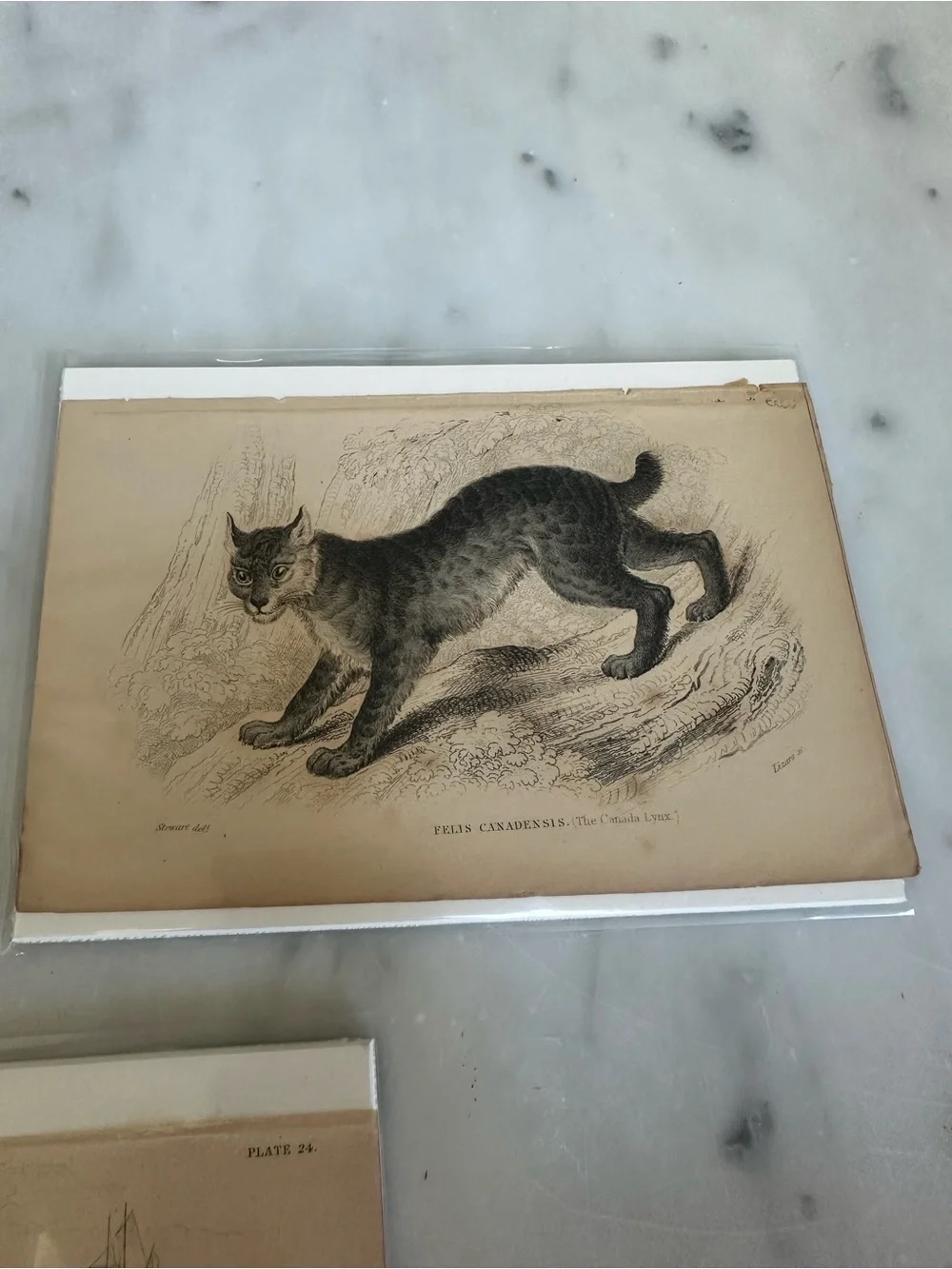 1800s Jardines The Naturalist’s Library Library Lynx, Manatee, Dolphin Prints